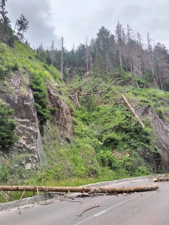 Bereits im Juli 2025 wurden entlang der Gadertaler Staatsstraße einige vom Borkenkäfer befallene Bäume gefällt. (Foto: LPA/Abteilung Infrastrukturen und Mobilität)