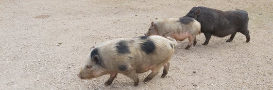 Non esiste una vaccinazione o un trattamento per la peste suina. È dunque importante tenere questa malattia lontana dalle stalle. (Foto: ASP/Ulrike Huber)