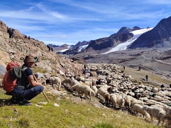 Le pecore tornano con i loro pastori dai pascoli estivi della Ötztal alla val Senales. Il lavoro dei pastori costituisce il fondamento di questo elemento del Patrimonio culturale immateriale. (Foto: USP/Marcella Morandini)