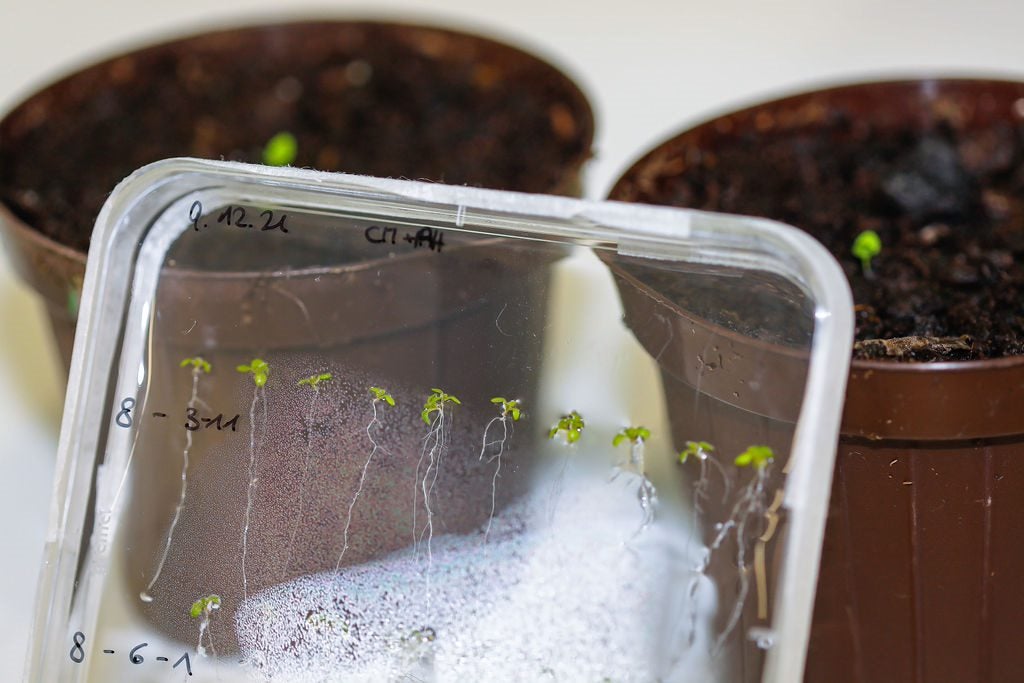 La Direzione dell’Istituto per la salute delle piante e quella dell’Istituto per la frutti-viticoltura presso il Centro sperimentale di Laimburg e la Direzione dell’Ufficio amministrativo infrastrutture verranno assegnate mediante un concorso pubblico (Foto: ASP/Oskar Verant)