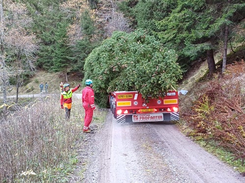 Una fase del trasporto dell'abete rosso tagliato oggi nei boschi di Corvara in Passiria. Lo splendido albero farà da cornice al Mercatino di Natale di Bolzano. (Foto: USP/Agenzia del Demanio)