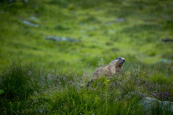 Murmeltiere sind eigentlich nicht jagbare Tiere. Eine festgelegte Anzahl kann in Südtirol aufgrund eines fünfjährigen Managementplans, dem ein Gutachten der Wildbeobachtungsstelle und der ISPRA zugrunde liegt, gejagt werden. (Foto: unsplash)