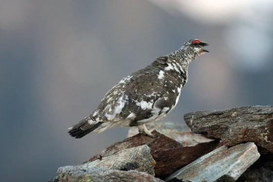 La pernice bianca (nella foto) cambia il piumaggio tre volte l’anno, tranne le penne caudali che rimangono sempre nere, mentre le ali primarie e secondarie sono bianche. (Foto: USP/Ufficio provinciale Gestione fauna selvatica)