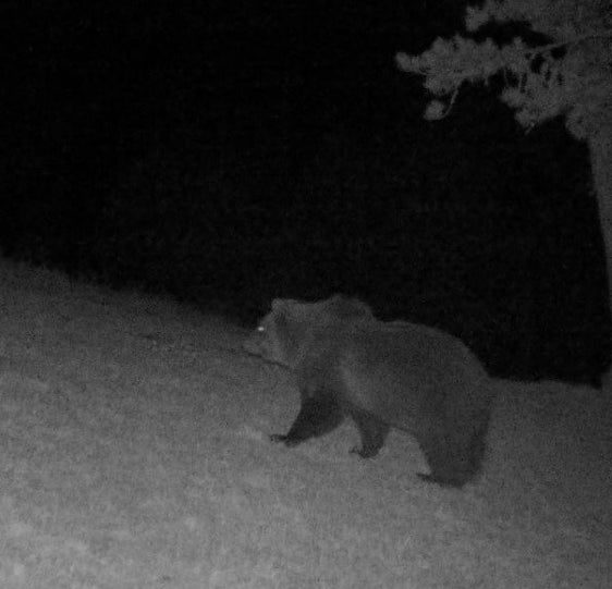 L'orso M75 ha trascorso l'inverno nelle Alpi Sarentine ed è stato avvistato il 5 aprile nel Comune di Barbiano. L'Ufficio Gestione fauna selvatica invita i cittadini a segnalare l'avvistamento di grandi carnivori e ricorda il comportamento corretto da tenere nell'area dell'orso. (Foto: ASP/Ufficio Gestione fauna selvatica)