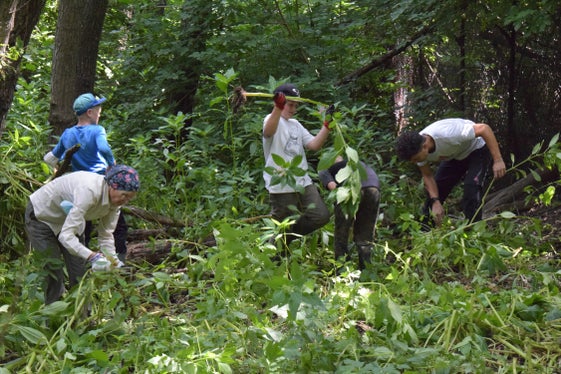 Bei der Biotoppflege werden häufig auch Neophyten (das sind standortfremde invasive Pflanzen) entfernt. Hier wird gerade das drüsige Springkraut (Impatiens glandulifera) von den freiwilligen Jugendlichen der Aktion Friday for Nature ausgerissen. (Foto: Umweltschutzgruppe Vinschgau/Thomas Wilhalm)