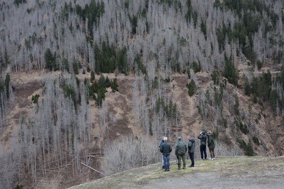 Ispezione locale: il bosco di protezione è stato ampiamente danneggiato dall'infestazione di scolitidi. (Foto: USP/Dipartimento Agricoltura, Foreste e Turismo/Sabine Pitscheider)