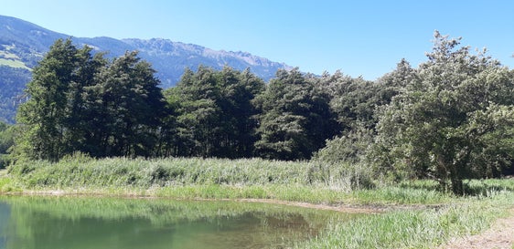 Der kleine Teich, der im Biotop Englisch Moos angelegt wurde (Foto: LPA/Amt für Natur)