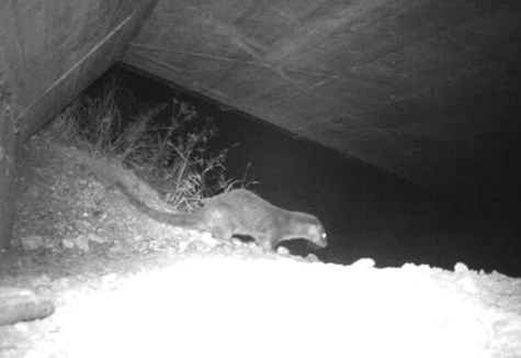 Verletzter Fischotter im Eggental unterwegs (Foto: LPA/Amt für Wildtiermanagement)