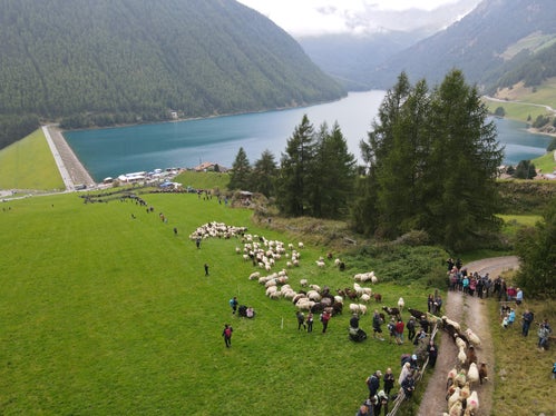 Anche quest'anno, le circa 1500 pecore che hanno attraversato il Giogo Basso sono arrivate sane e salve al lago artificiale di Vernago. (Foto: USP/Gnews)