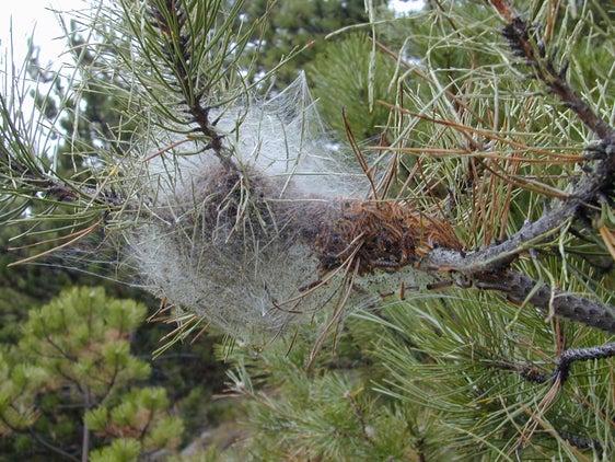 Typisches weißes Prozessionsspinner-Nest an einem Nadelbaum. (Foto: LPA/Abteilung Forstwirtschaft)