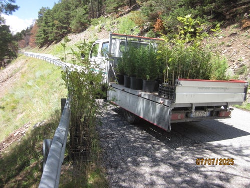 Gli operai forestali della stazione forestale di Laces hanno immediatamente iniziato a risanare l'area, abbattendo gli alberi instabili, rimuovendo le pietre pericolanti, liberando i sentieri escursionistici e rimboschendo con legno duro le aree forestali protettive fortemente colpite. (Foto: USP/Ispettorato forestale di Silandro)