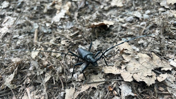 Der Große Eichenbock (Cerambyx cerdo) ist eine der zehn ausgewählten, geschützten Tier- und Pflanzenarten, die im Rahmen des Citizen-Science-Projekts des Landesamtes für Natur erhoben werden. Er kommt in Eichenwäldern vor und bevorzugt wärmere Lagen. (Foto: LPA/Andrea Prünster)