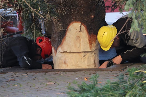 Verankert: Mit zwei Eisenringen wird der Baum im Boden befestigt. (Foto: LPA/Maja Clara)