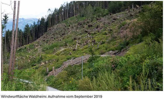 Progetto Waldheim Brunico: foto dell'area risalente al mese di settembre 2019. (Foto: USP/Stazione forestale Brunico)