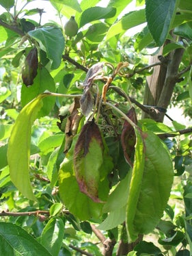 Das Feuerbrand-Bakterium schädigt ganze Kulturen und ist hoch ansteckend. Ganze Anlagen müssen gerodet werden. (Foto: Versuchszentrum Laimburg)