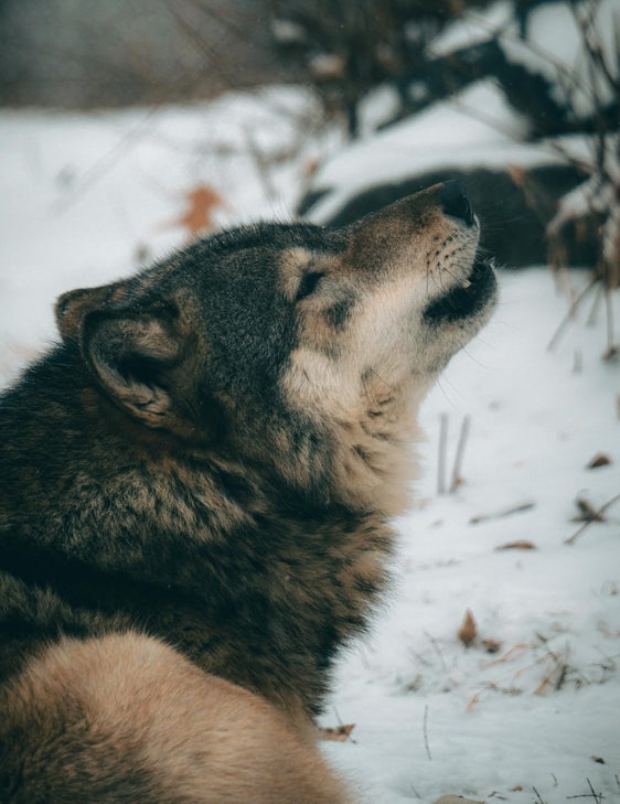 Die Senkung des Schutzstatus für den Wolf sei ein wichtigster Schritt in die richtige Richtung, sagt Landwirtschaftslandesrat Luis Walcher. (Foto: Pexels – dieses Foto darf nur zur Veröffentlichung dieser Mitteilung verwendet werden)