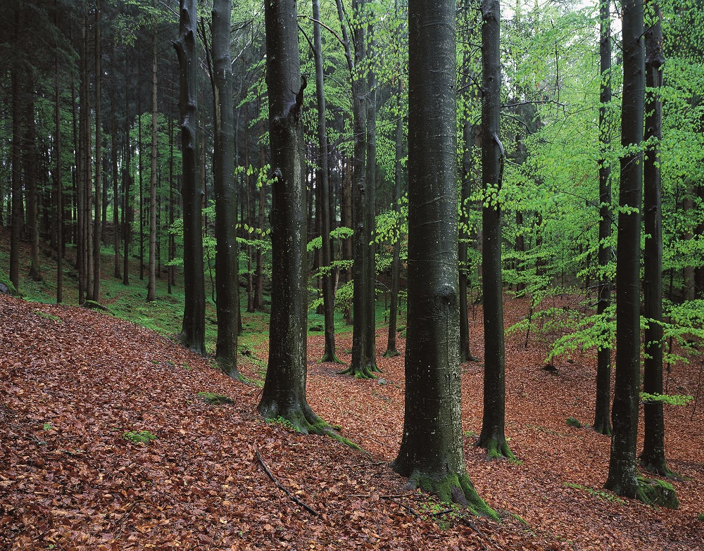 Nach dem erfolgreichen Abschluss des Projekts „Klimawiderstandsfähige Baumarten für die Wälder der Arge-Alp-Regionen“ wurde ein Folgeprojekt gestartet. (Foto: LPA/Landesamt Natur)