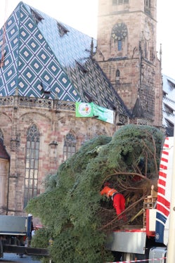 L'arrivo con trasporto speciale dell'albero di Natale in piazza Walther. L'albero dominerà la piazza durante il periodo dell'Avvento. (Foto: USP/Maja Clara)