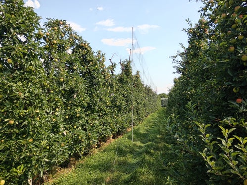 So sehen die illegalen Fangnetze aus. In der Regel werden sie aufgestellt, wo es keine Hagelnetze gibt – sie sind vier Meter hoch. Mit Hilfe von Lockgeräten werden die Vögel in die Netze gelockt, wo sie mit Schnabel, Krallen oder Flügeln hängen bleiben. Üblicherweise werden sie zwischen 5.30 und 7 Uhr früh gespannt – um diese Zeit fliegen die Vögel verstärkt. Wer Verdächtiges sieht, sollte die 112 anrufen. (Foto: LPA/Forststation Kaltern)