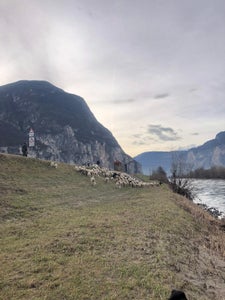 Ergänzendes Pilotprojekt zur Uferpflege der Wildbachverbauung: Erstmals ist heuer an den Böschungen der Etsch zwischen Salurn und Pfatten eine Schafherde unterwegs. (Foto: LPA/Landesamt für Wildbach- und Lawinenverbauung Süd)