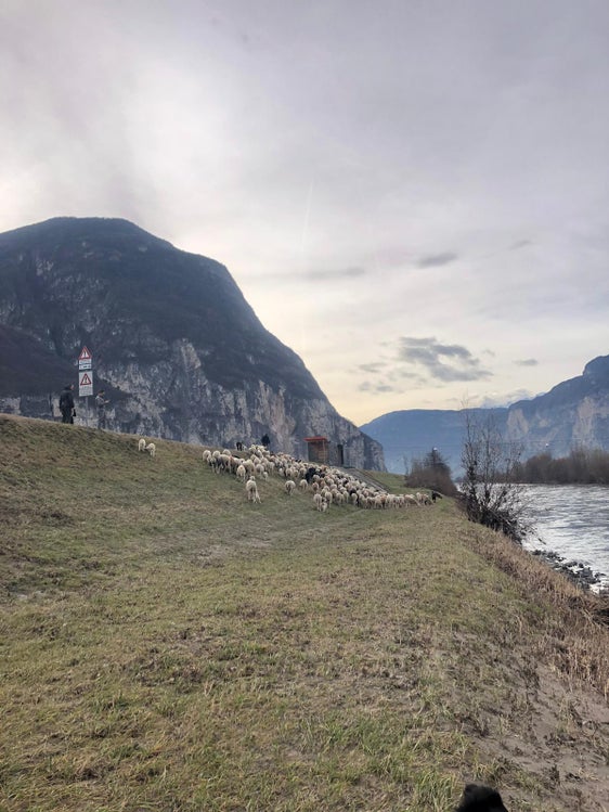 Un progetto pilota complementare per la manutenzione degli argini: da quest'anno, per la prima volta, un gregge di pecore pascola lungo gli argini dell'Adige tra Salorno e Vadena. (Foto: ASP/Ufficio Sistemazione bacini montani Sud)