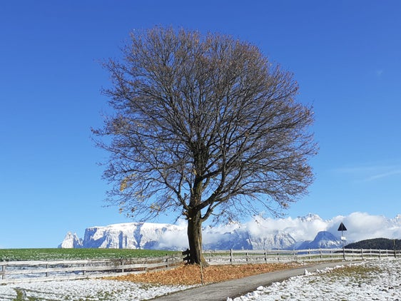 Il mese di novembre è iniziato con forti nevicate. La foto è stata scattata il 6 novembre a Bolzano (Foto: ASP/Maja Clara)