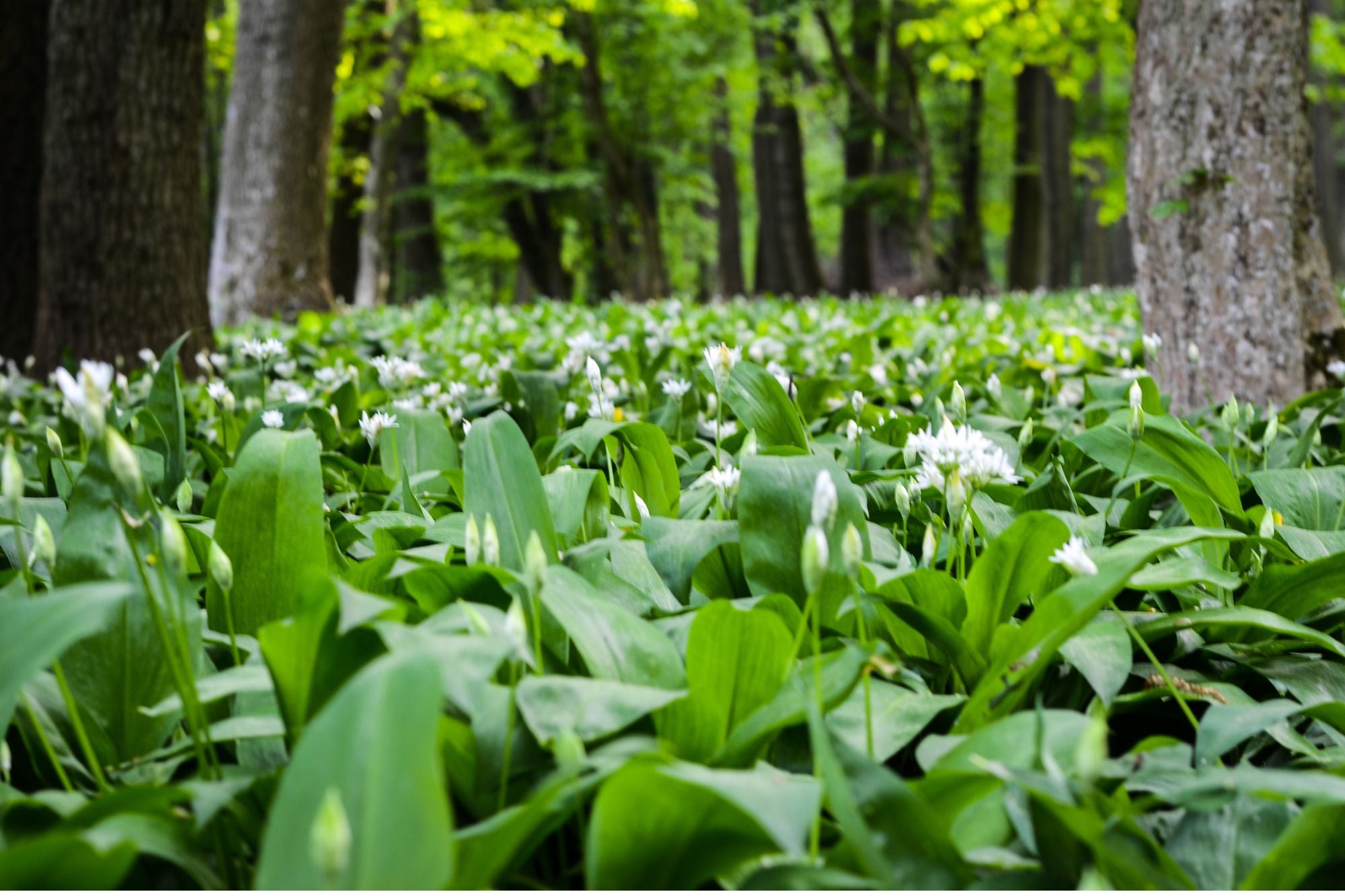 In Naturschutzgebieten ist das Sammeln von Bärlauch ausnahmslos verboten: Das viele Pflücken des beliebten Wildgemüses an den wenigen Standorten mit Bärlauchbeständen kann zu großen Schäden führen. (Foto: Landesamt für Natur/Canva)