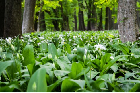 La raccolta dell'aglio orsino nelle riserve naturali è vietata senza eccezioni. In molte aree, ha già causato danni considerevoli alla flora e alla fauna locali. (Foto: Ufficio Natura/Canva)