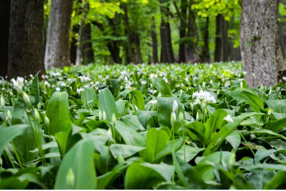 In Naturschutzgebieten ist das Sammeln von Bärlauch ausnahmslos verboten: Das viele Pflücken des beliebten Wildgemüses an den wenigen Standorten mit Bärlauchbeständen kann zu großen Schäden führen. (Foto: Landesamt für Natur/Canva)