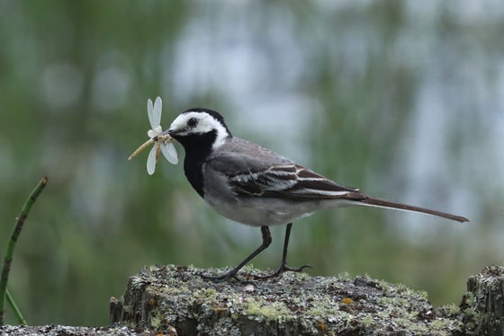Die Fotoausstellung im Besucherzentrum avimundus&nbsp;in Schlanders und in der Mittelpunktbibliothek Schlandersburg zeigt über 50 ausdrucksstarke Vogelportraits. (Foto: Christian Kofler)