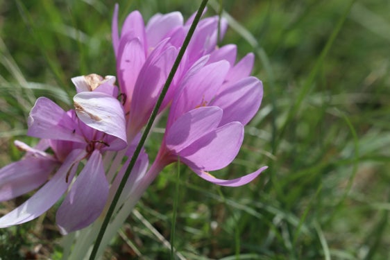 Sole in abbondanza per lo zafferano d'autunno: la pianta fiorisce fino a ottobre, preannunciando con la sua fioritura l'inizio della stagione autunnale (Foto: ASP/Maja Clara)
