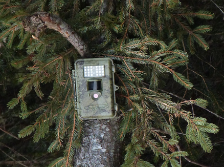 Nei boschi altoatesini sono attualmente in fase di installazione circa 200 nuove fototrappole con l'obiettivo di ottenere un quadro preciso della diffusione e dello sviluppo delle specie selvatiche e creare così una base solida per la gestione a lungo termine della fauna selvatica. (Foto: USP/Ufficio Gestione fauna selvatica, caccia e pesca)