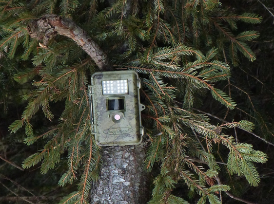 In Südtirols Wäldern werden derzeit neue Fotofallen installiert mit dem Ziel, ein präzises Bild der Verbreitung und Entwicklung der Wildtierarten zu erhalten und damit eine fundierte Grundlage für das langfristige Wildtiermanagement zu schaffen. (Foto: LPA/Landesamt für Wildtiermanagement in der Landesabteilung Forstdienst)