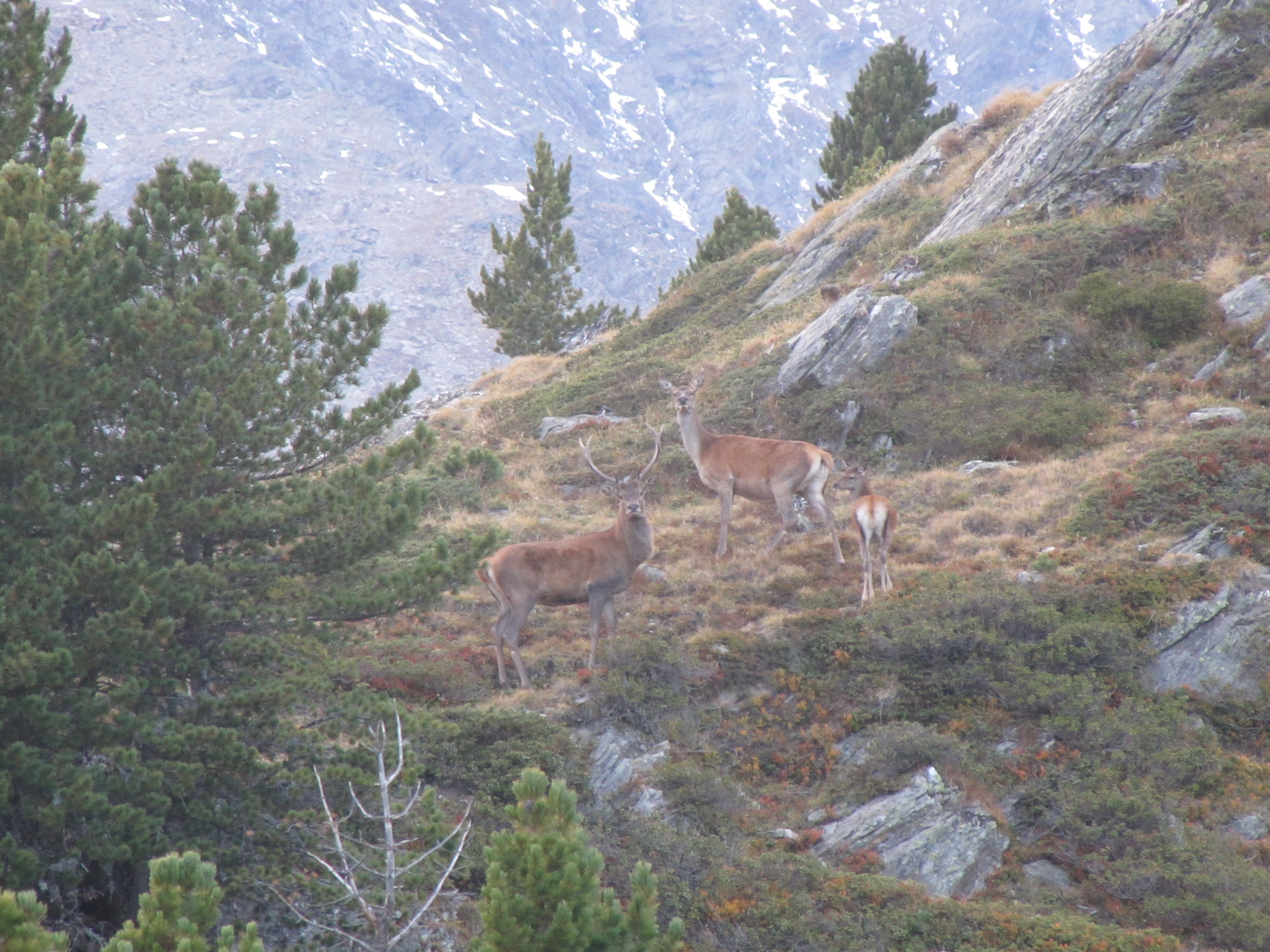 Das Bild zeigt Rotwild bei Tag an der Waldgrenze im Herbst, von links Hirsch, Hirschkuh (in der Fachsprache Tier genannt) und Hirschkalb. (Foto: LPA/Landesamt für Wildtiermanagement)