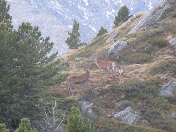 Das Bild zeigt Rotwild bei Tag an der Waldgrenze im Herbst, von links Hirsch, Hirschkuh (in der Fachsprache "Tier" genannt) und Hirschkalb. (Foto: LPA/Landesamt für Wildtiermanagement)