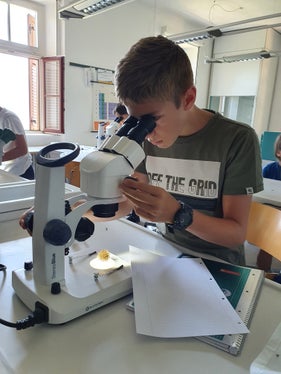 Fabian beim Arbeiten am Stereomikroskop (Foto: Katja Grai)