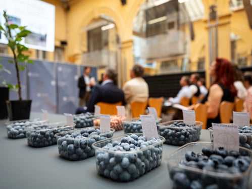 Il vicedirettore del Centro di Sperimentazione Laimburg ha portato alla conferenza stampa 10 delle oltre 50 varietà di mirtilli attualmente oggetto di studio e alcune piante infestate dall'afide lanigero. (Foto: USP/Fabio Brucculeri)