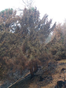 Als Etappenziele nach den Waldbrandschäden am Marlinger Berg hat die Landesabteilung Forstwirtschaft die Erhaltung beziehungsweise Wiederherstellung der Schutzfunktion gegen Steinschlag und die Minimierung des Borkenkäfer-Risikos festgelegt. (Foto: LPA/Landesamt für Forstplanung)