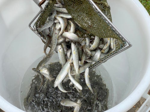 Jungfische der Marmorierten Forelle im Aquatischen Artenschutzzentrum. (Foto: LPA/Aquatisches Artenschutzzentrum)