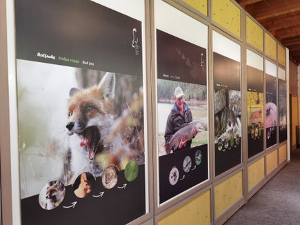 La mostra speciale “Mangiare ed essere mangiati, allestita presso il Centro visite del Parco naturale Gruppo di Tessa a Naturno, spiega la catena alimentare animale locale. (Foto: ASP/Ufficio natura)