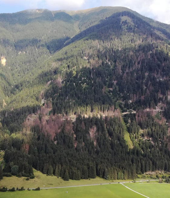 Un bosco colpito dal bostrico dell'abete rosso (Foto: ASP/Dipartimento agricoltura)