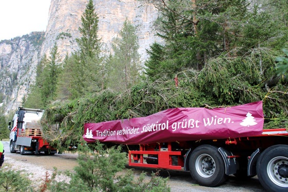 Zum 5. Mal wird in der Adventszeit heuer ein Christbaum aus Südtirol am Wiener Rathausplatz stehen. (Foto: LPA/Forstbetrieb Agentur Landesdomäne)