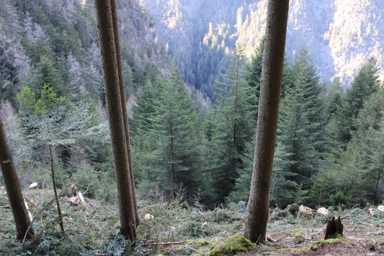La giovane foresta avanza e molti piccoli abeti necessitano di più luce. (Foto: USP/Azienda forestale dell'Agenzia Demanio provinciale)