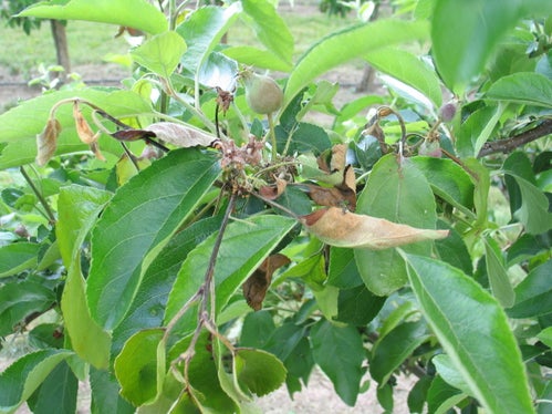 Das Problem Feuerbrand hat sich in den letzten Jahren gelegt, dennoch müssen befallene Bäume und Anlagen zum Schutz anderer Kulturpflanzen gerodet werden. (Foto: Versuchszentrum Laimburg)