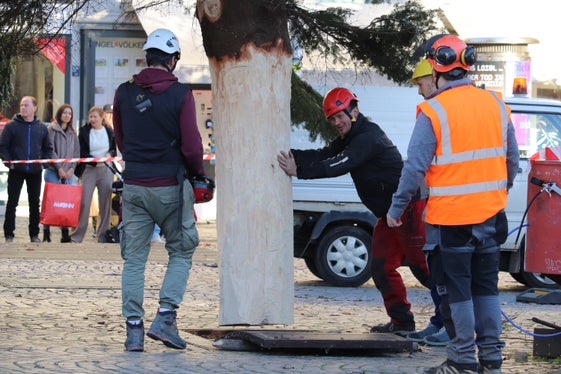 Maßarbeit: Der Tannenbaum wird in die etwa zweieinhalb Meter tiefe Versenkung gelenkt und mit zwei dort fixierten Eisenringen und Keilen verschraubt. Noch im Forstgarten Aicha musste dafür der Durchmesser des Stammes von etwa 65 Zentimetern auf 50 Zentimeter verkleinert werden. (Foto: LPA/Maja Clara)