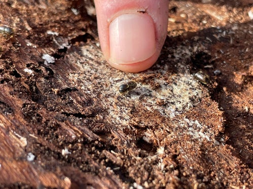 Non supera i 5 millimetri di grandezza, ma è attualmente il nemico numero uno dei boschi altoatesini: Il bostrico. (Foto: ASP/GNews)