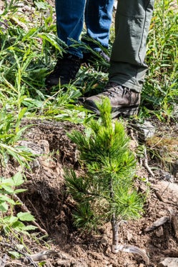 Im Rahmen des Tiroler Arge-Alp-Vorsitzes ist das Projekt klimafitte Baumarten gestartet: Im Verlauf des Jahres werden in den zehn Mitgliedsländern der Arbeitsgemeinschaft der Alpenländer jeweils 500 klimafitte Bäume gepflanzt. (Foto: LPA/Ivo Corrá)