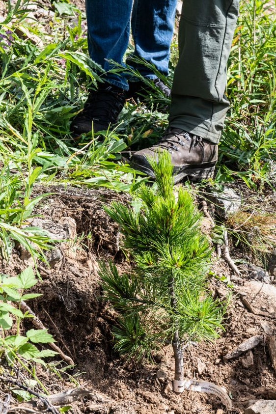 Im Rahmen des Tiroler Arge-Alp-Vorsitzes ist das Projekt "klimafitte Baumarten" gestartet: Im Verlauf des Jahres werden in den zehn Mitgliedsländern der Arbeitsgemeinschaft der Alpenländer jeweils 500 klimafitte Bäume gepflanzt. (Foto: LPA/Ivo Corrá)