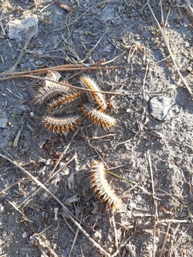Bevor sie sich verpuppen und dann im August als grau-braune Falter auftreten, durchlaufen Prozessionsspinner 5 Larvenstadien. Die meisten kennen die Raupen, die in Kolonnen über Wege und Straßen krabbeln. Hält man gebührend Abstand von ihnen, sind sie nicht gefährlich. (Foto: LPA/Abteilung Forstdienst)