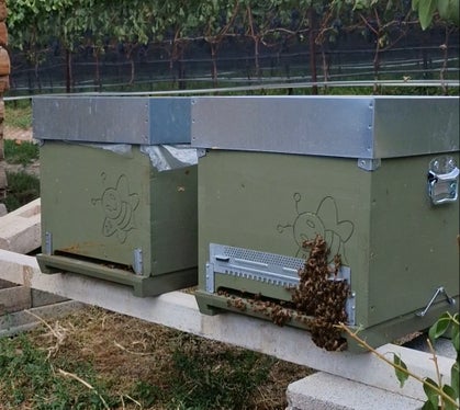 Poiché gli alveari erano già presenti in questo luogo prima dell'inizio della costruzione della circonvallazione, i campioni di miele possono essere confrontati prima e dopo l'inizio dei lavori. Questo permette al laboratorio di determinare se ci sono cambiamenti microclimatici. (Foto: USP/Angelika Schrott)